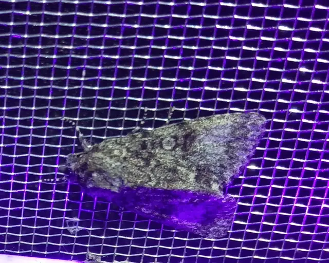Acronicta megacephala - nagyfejű szigonyosbagoly