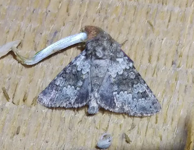 Hecatera dysodea - parajbagoly
