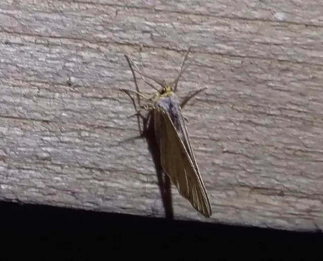 Tephrina arenacearia - lucerna-araszoló