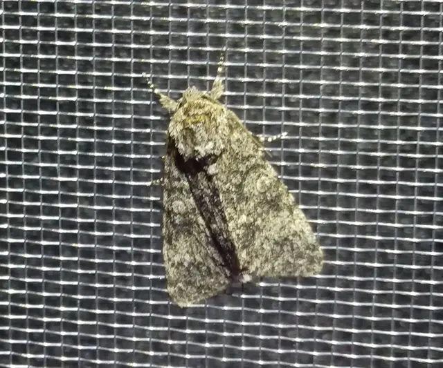 Acronicta megacephala - nagyfejű szigonyosbagoly