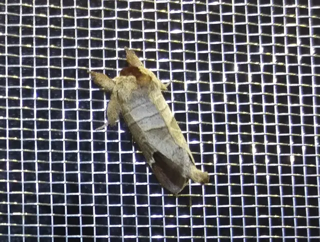 Clostera curtula - rövidszárnyú levélszövő