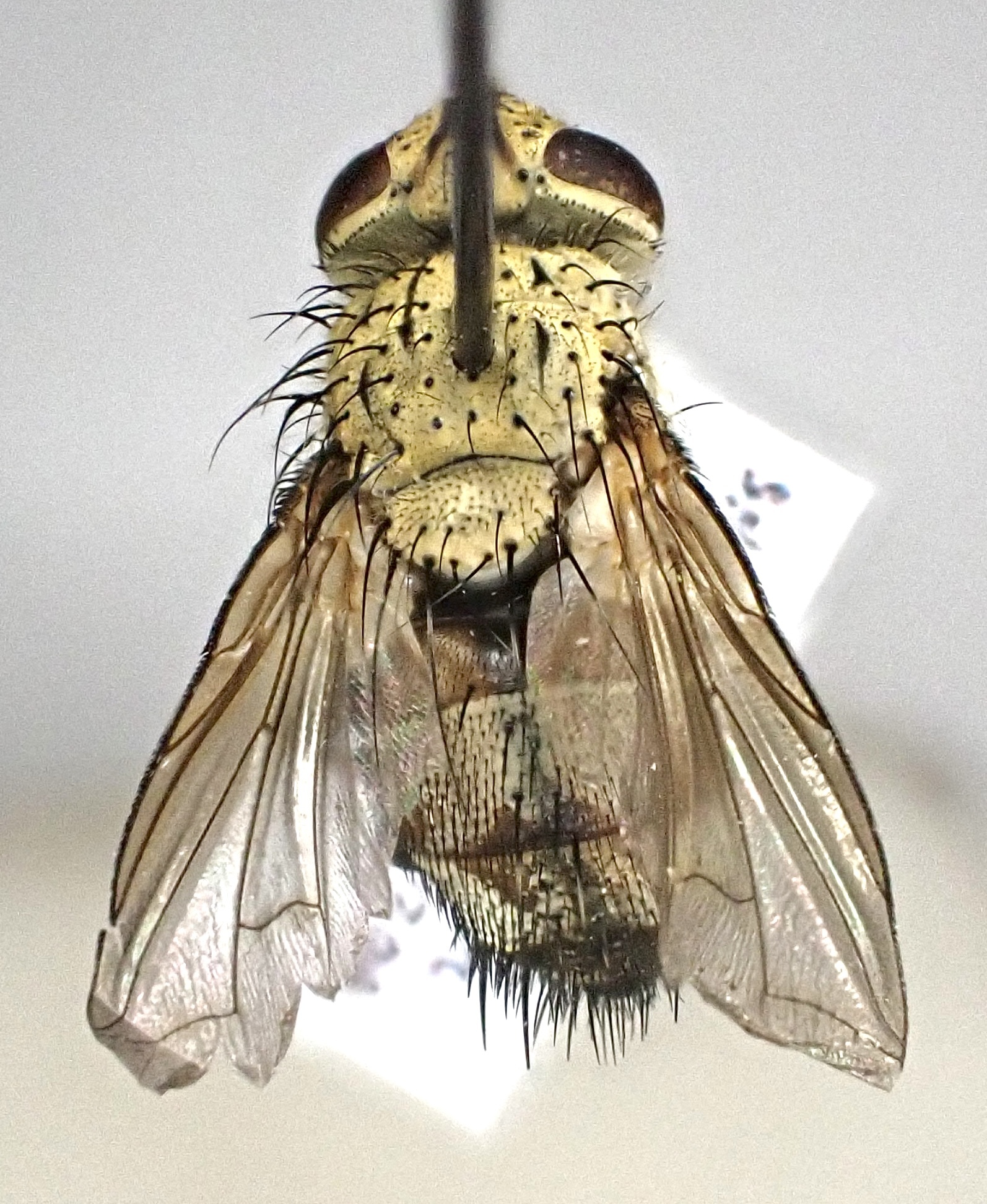 Frontina laeta