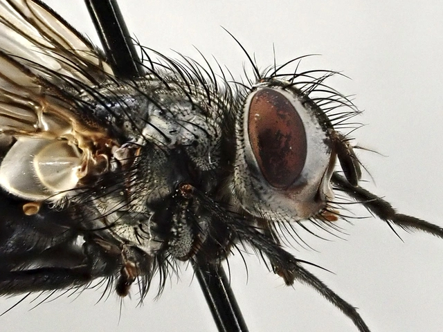 Dinera ferina