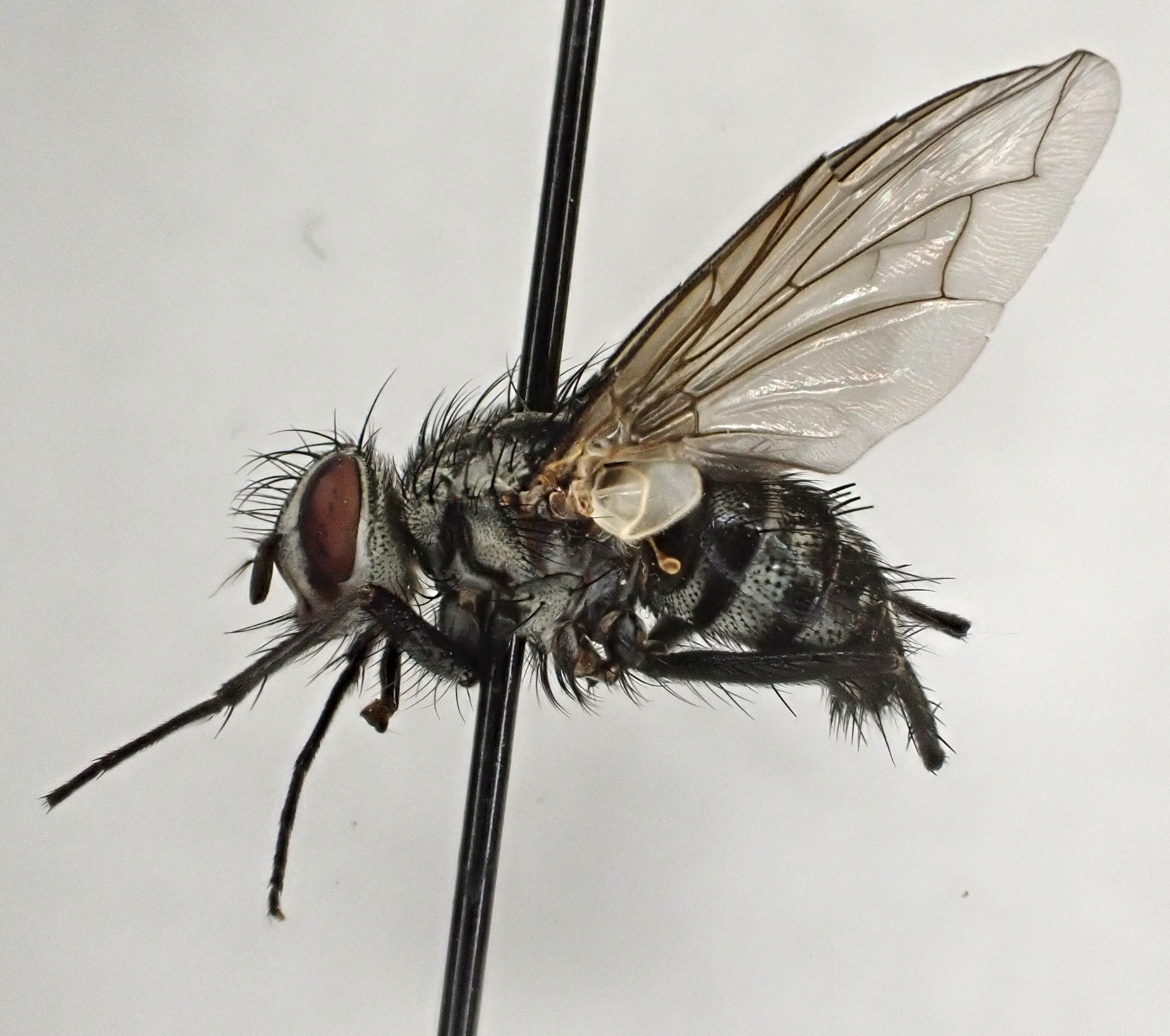 Dinera ferina