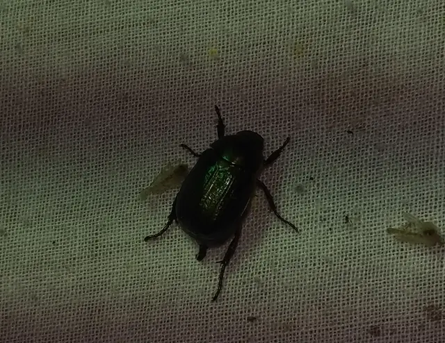 Anomala