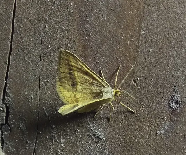 Tephrina arenacearia - lucerna-araszoló