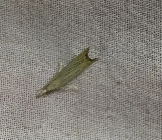 Chrysoteuchia culmella - kerti fűgyökérmoly