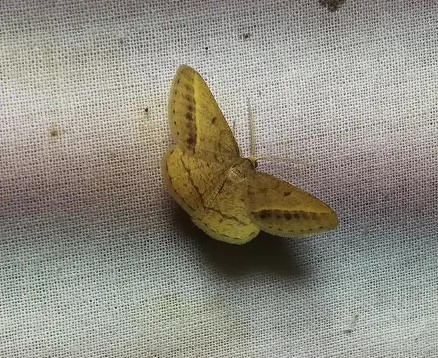 Tephrina arenacearia - lucerna-araszoló