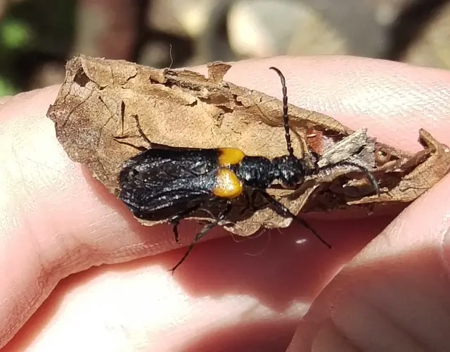 Sitaris muralis - pirosvállú méhbogár