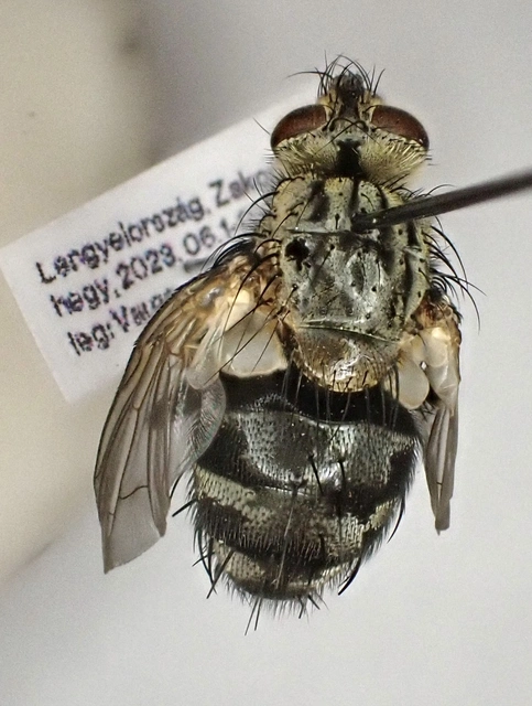 Linnaemya picta