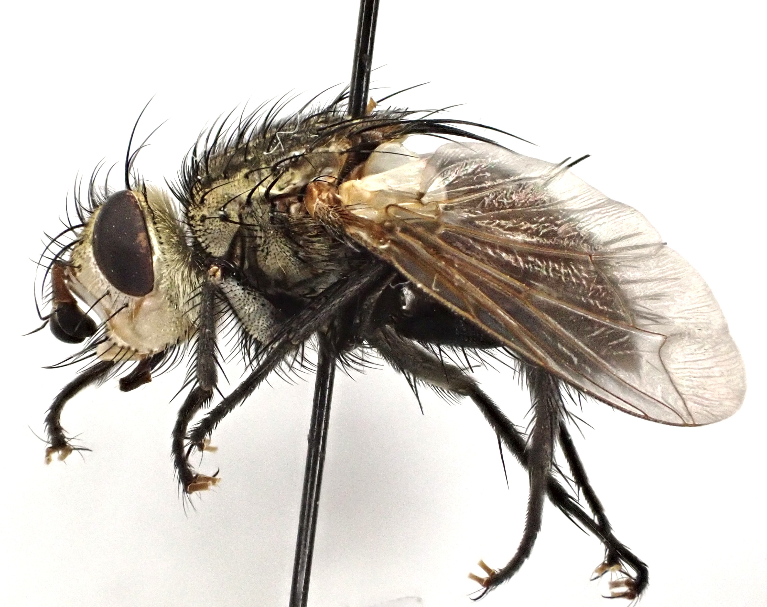 Peleteria varia