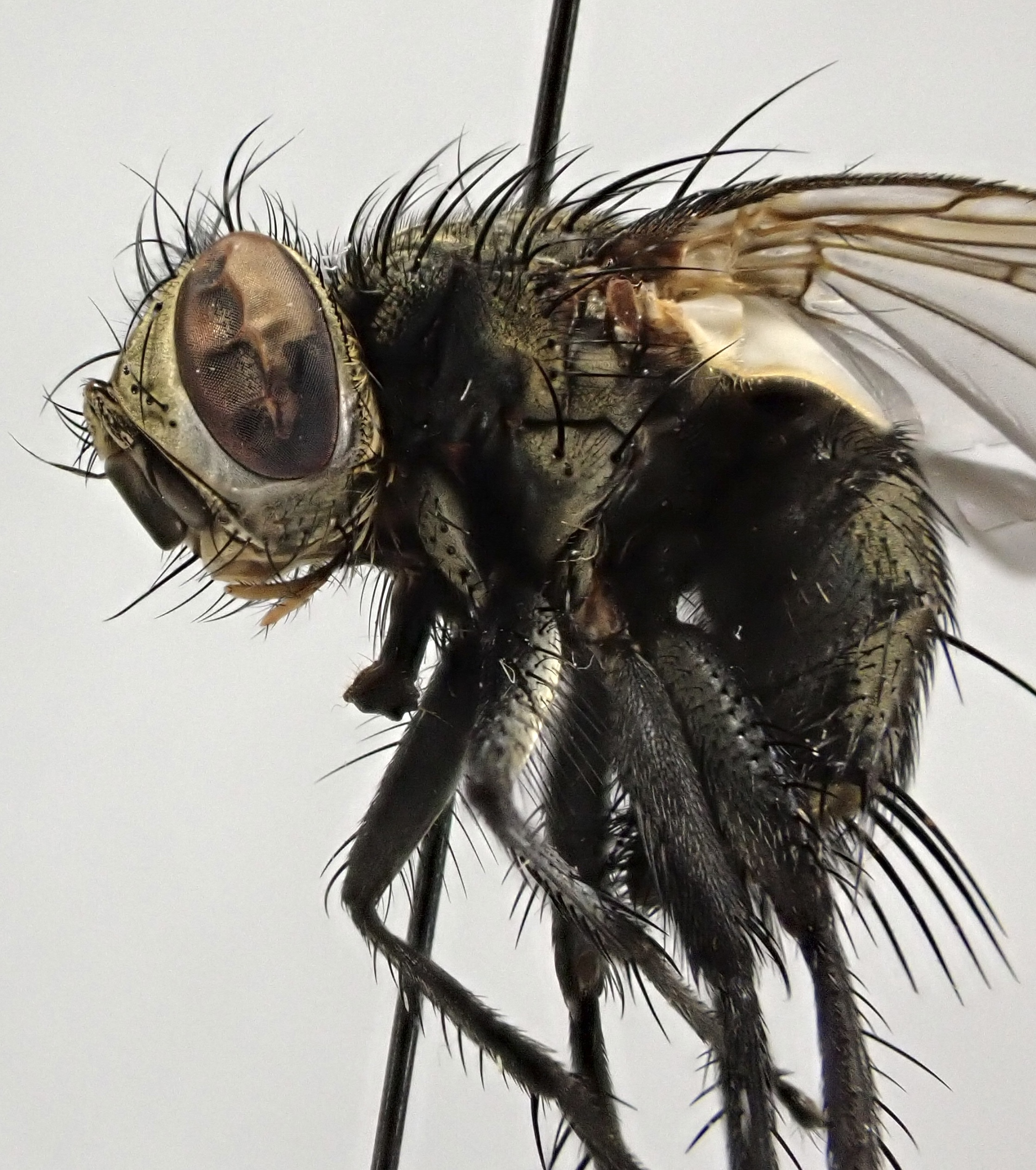 Exorista larvarum