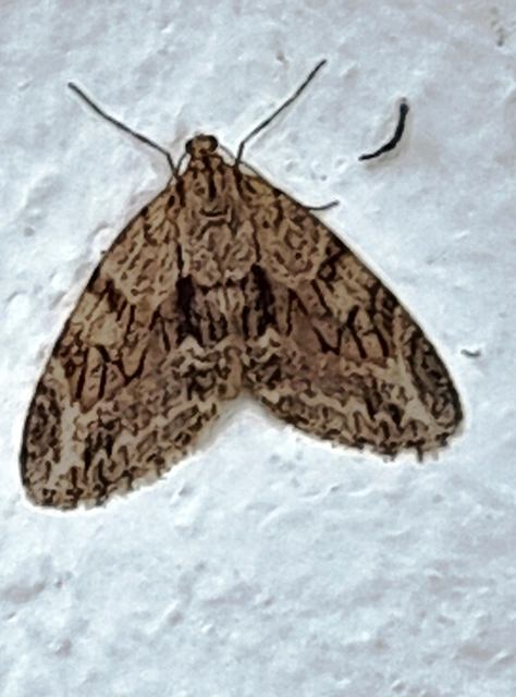 Trichopteryx polycommata - kőrisfa-lebenyesaraszoló