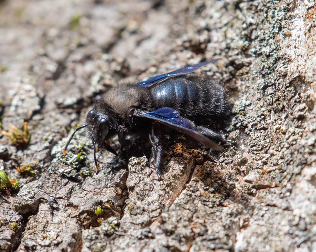 Xylocopa violacea - kék fadongó