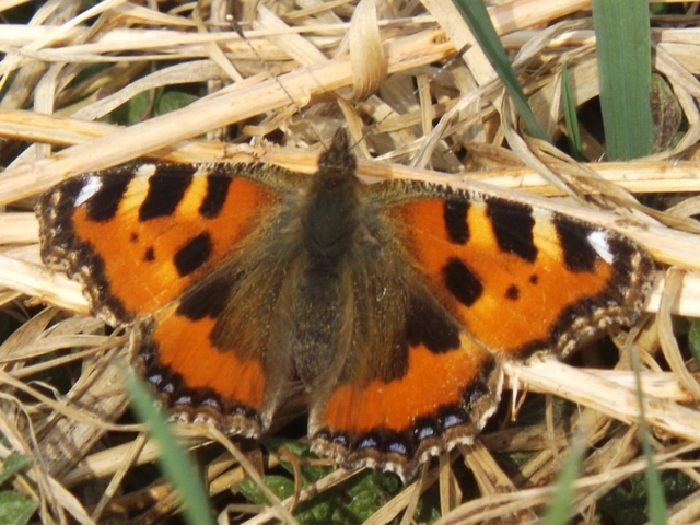 Nymphalis urticae - kis rókalepke Nymphalis urticae - kis rókalepke
