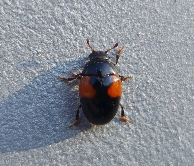 Tritoma bipustulata - feketenyakú tarbogár