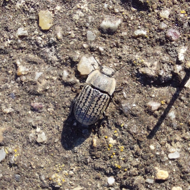 Opatrum sabulosum - sároshátú gyászbogár