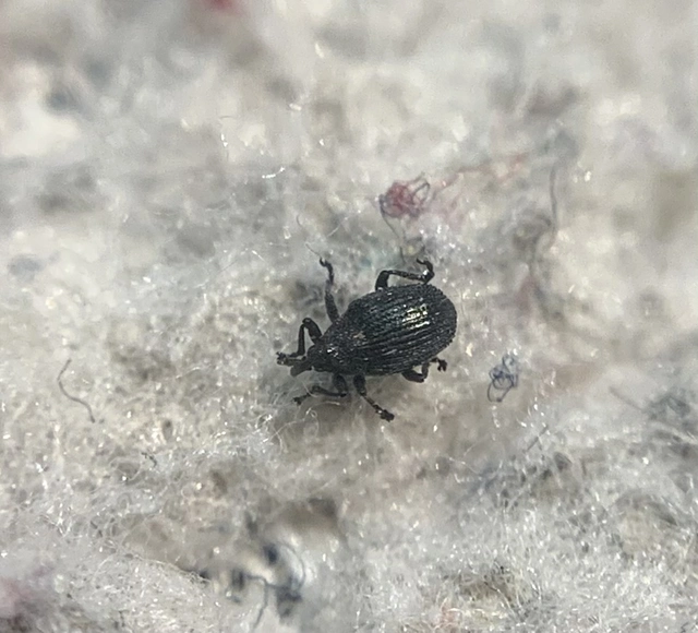 Ceutorhynchus contractus - vadrepce-ceutormányos