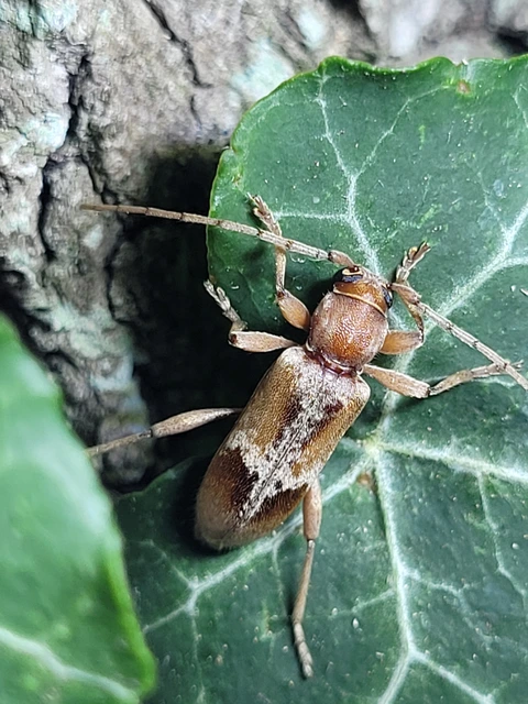 Trichoferus pallidus - sápadt éjicincér