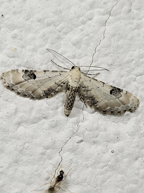 Eupithecia centaureata - búzavirág-törpearaszoló