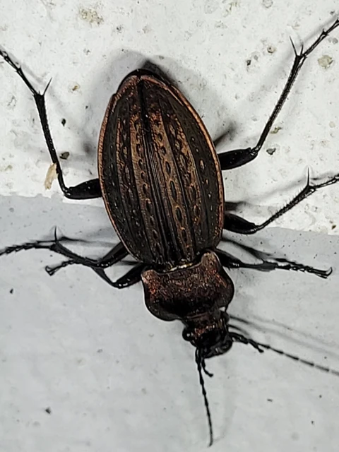 Carabus cancellatus - ragyás futrinka