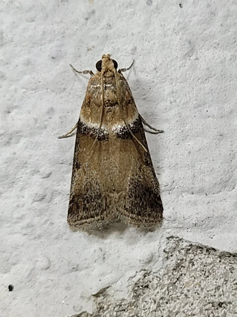 Acrobasis tumidana - bordás karcsúmoly