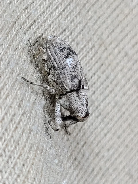 Gasterocercus depressirostris - laposorrú ormányos