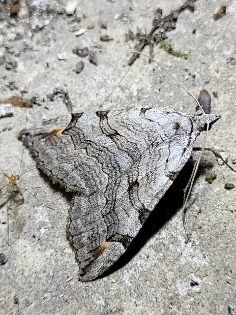 Aplocera efformata/plagiata
