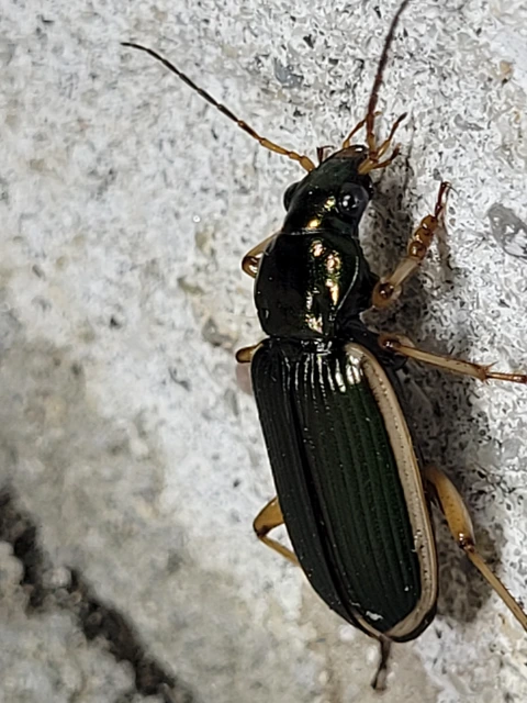Chlaenius spoliatus - csupasz bűzfutó
