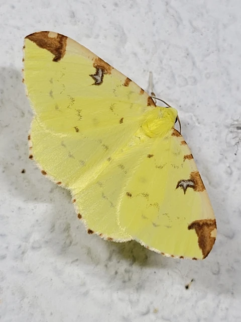 Opisthograptis luteolata - citromsárga araszoló