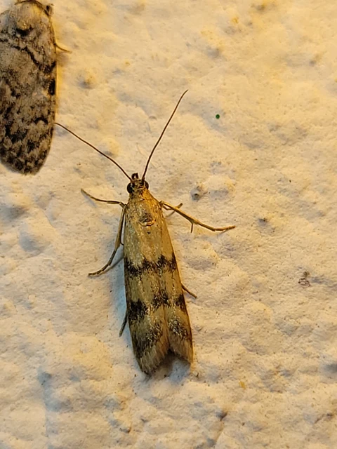 Homoeosoma sinuella - agyagsárga karcsúmoly