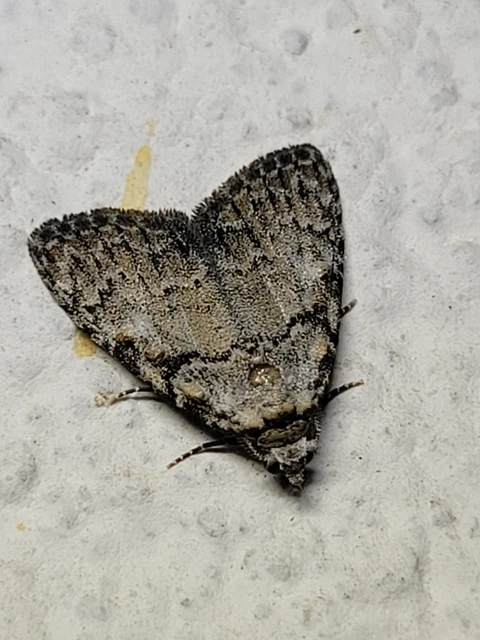 Meganola strigula - hamvas pamacsosszövő