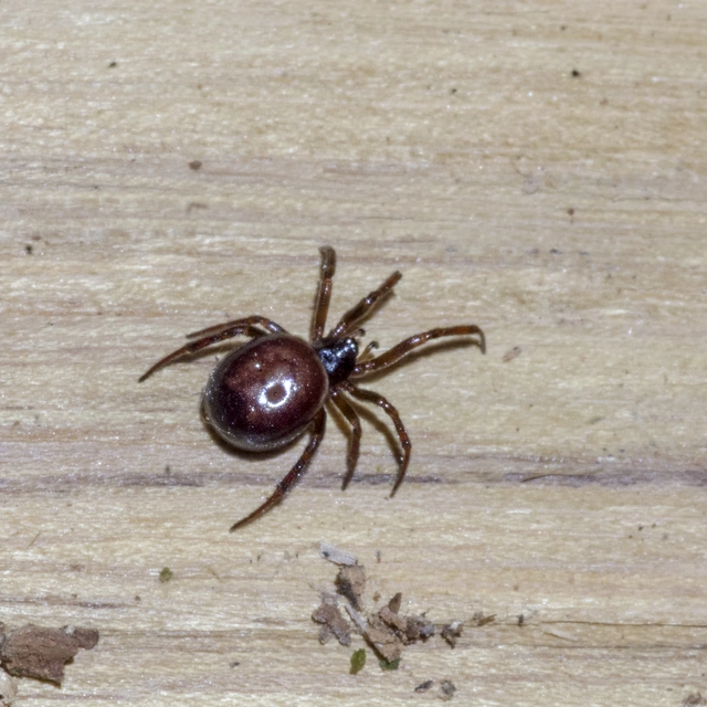 Steatoda bipunctata - kétpettyes faggyúpók