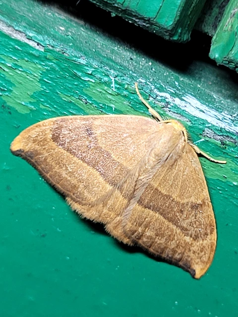 Watsonalla cultraria - bükkfa-sarlósszövő