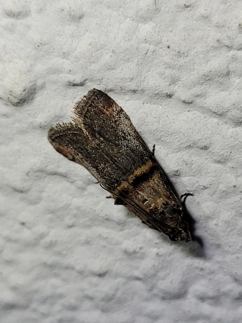 Trachonitis cristella - bokorrágó karcsúmoly