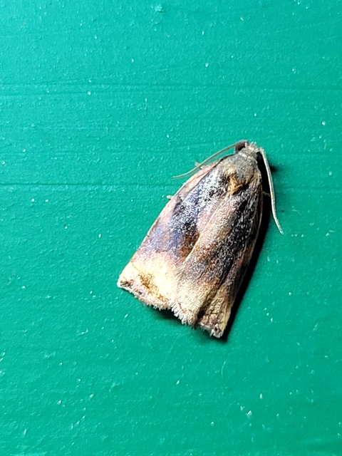 Archips podana - dudvarágó sodrómoly