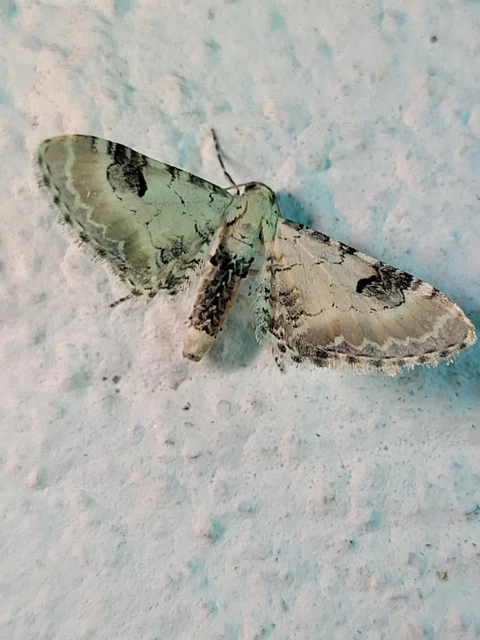 Eupithecia centaureata - búzavirág-törpearaszoló