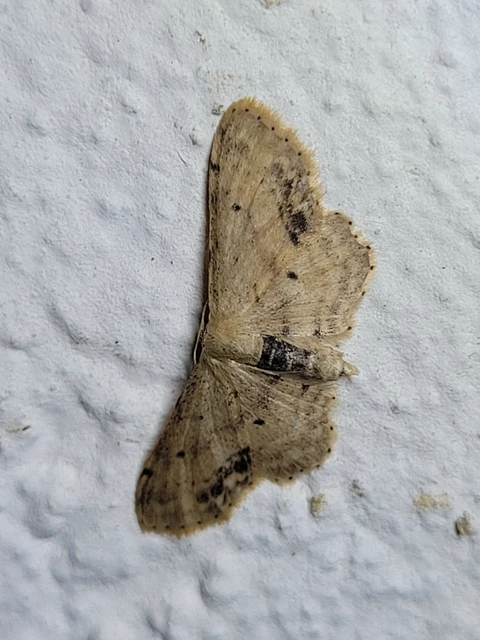 Idaea dimidiata - gyakori apróaraszoló