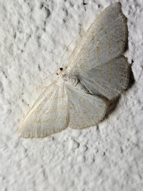 Cabera exanthemata - pettyes égeraraszoló