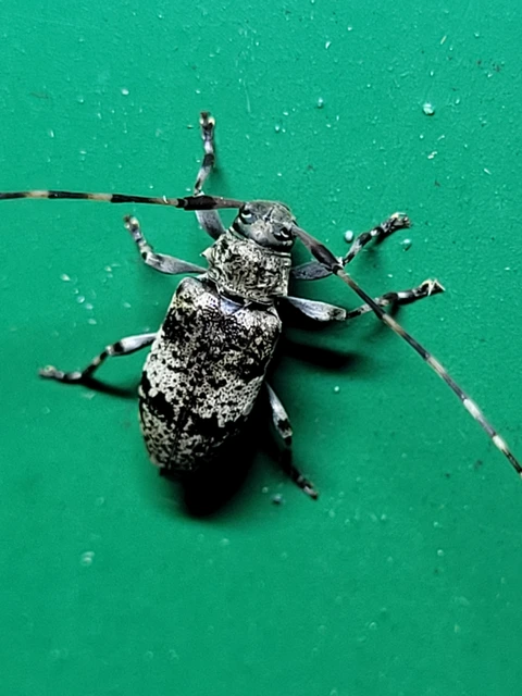 Leiopus nebulosus - öves gesztcincér