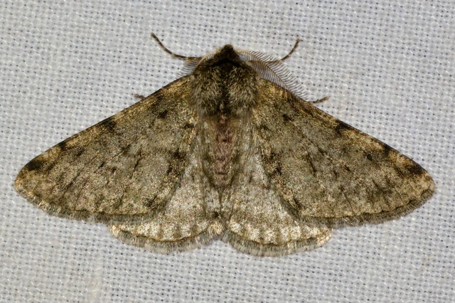 Apocheima pilosaria - zöldes tavasziaraszoló