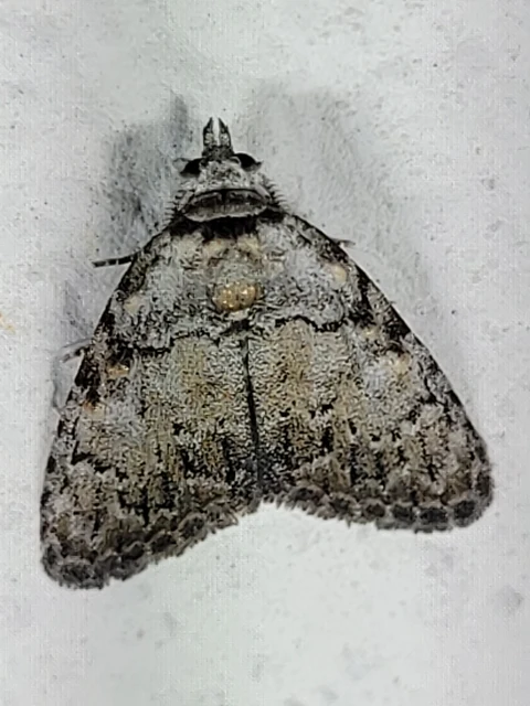 Meganola strigula - hamvas pamacsosszövő