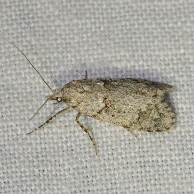 Diurnea fagella - szürke tavaszimoly