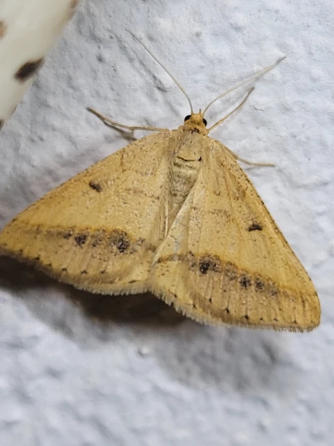 Tephrina arenacearia - lucerna-araszoló