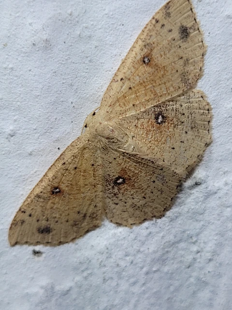 Cyclophora porata - körös pettyesaraszoló