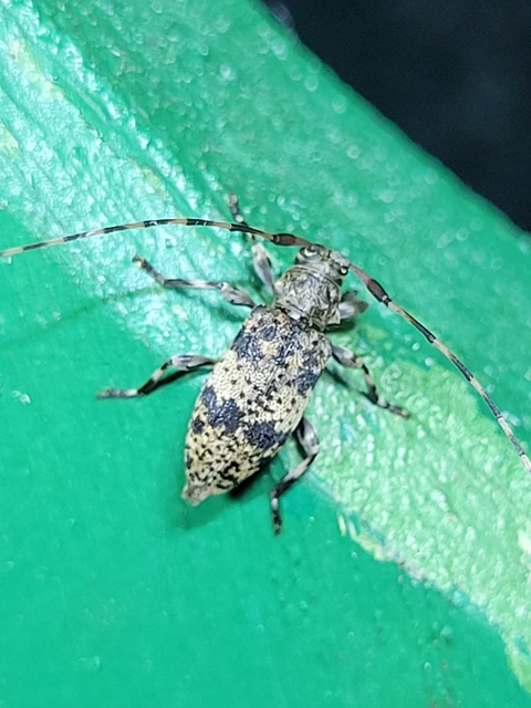 Leiopus nebulosus - öves gesztcincér