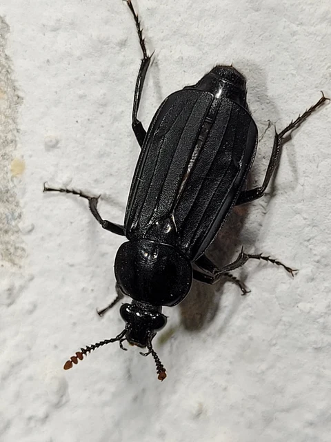 Necrodes littoralis - nagy dögbogár