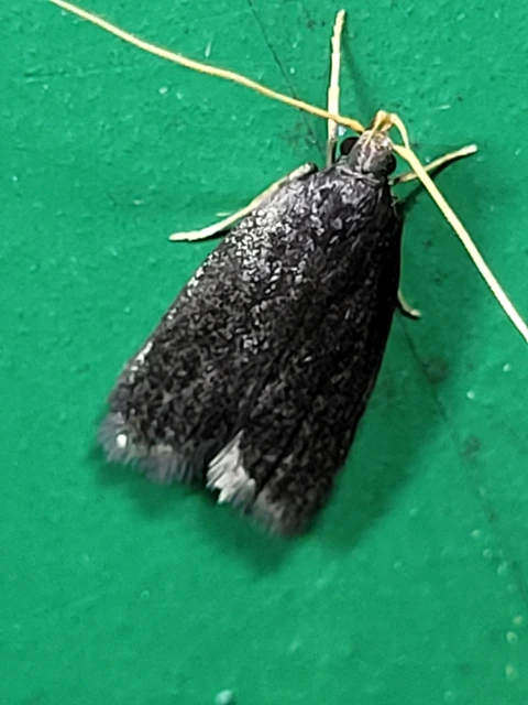 Lecithoceridae - hindumolyfélék