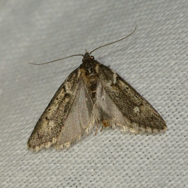 Diurnea fagella - szürke tavaszimoly
