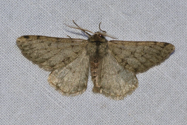 Apocheima pilosaria - zöldes tavasziaraszoló
